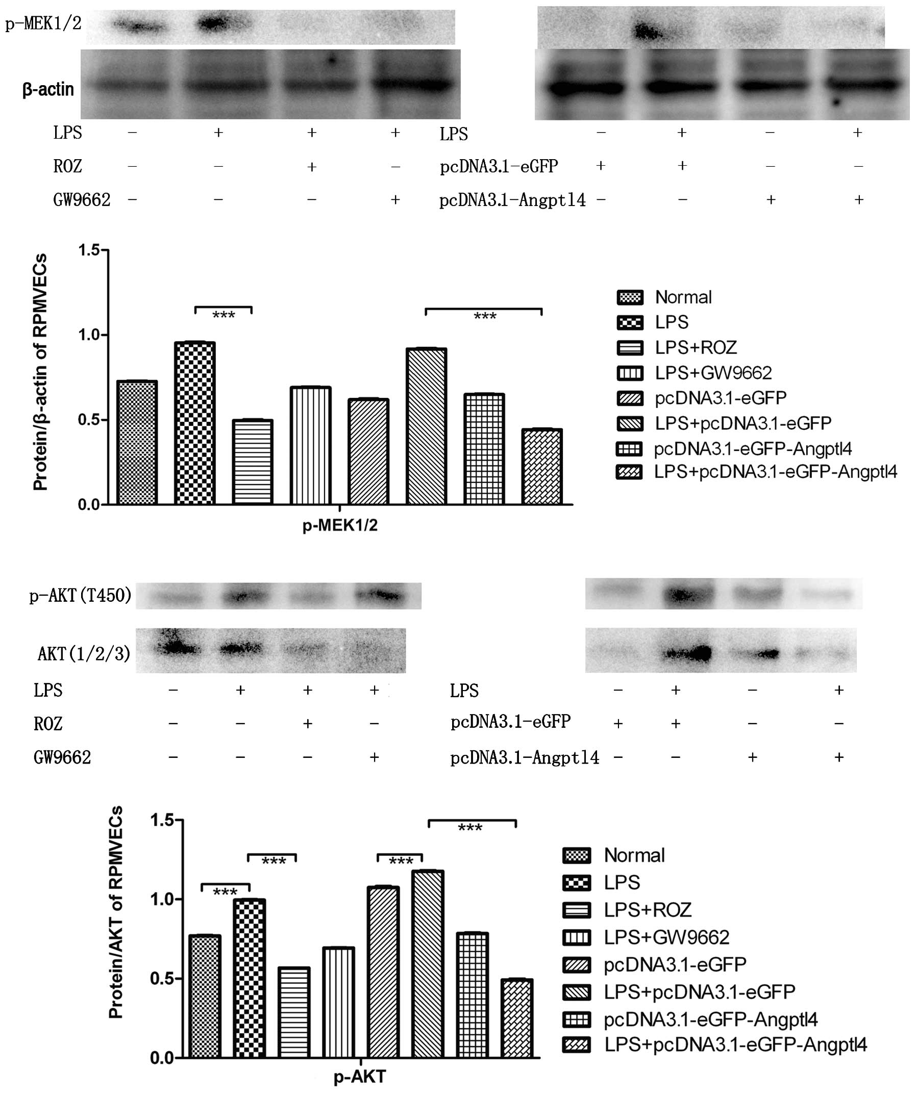 Nissan meta analysis about rosiglitazone #2