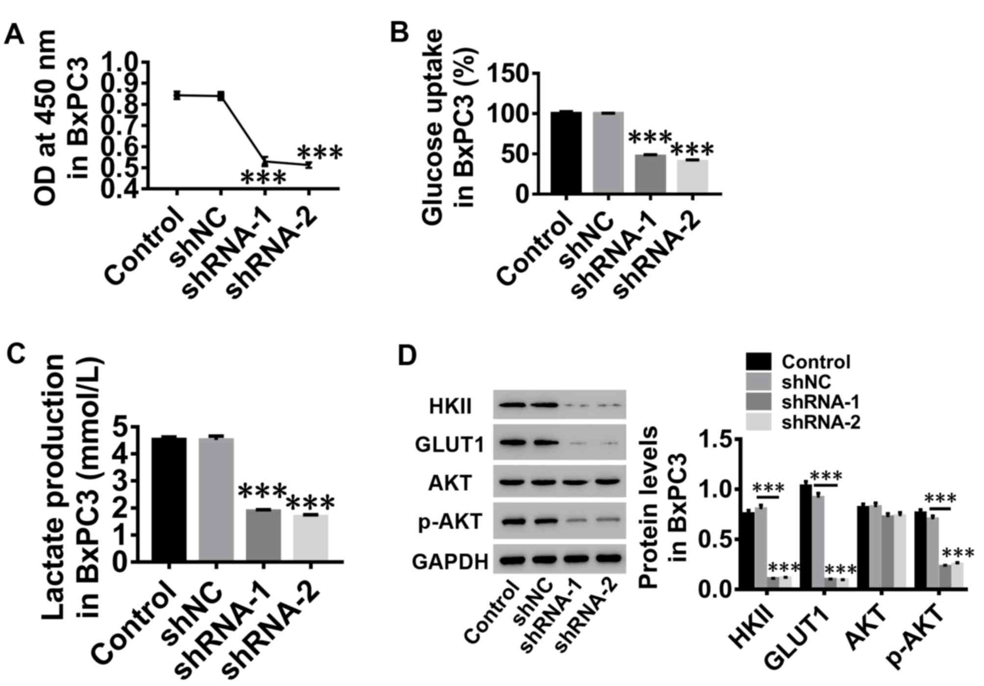 Leptin Receptor Mediates The Proliferation And Glucose Metabolism Of