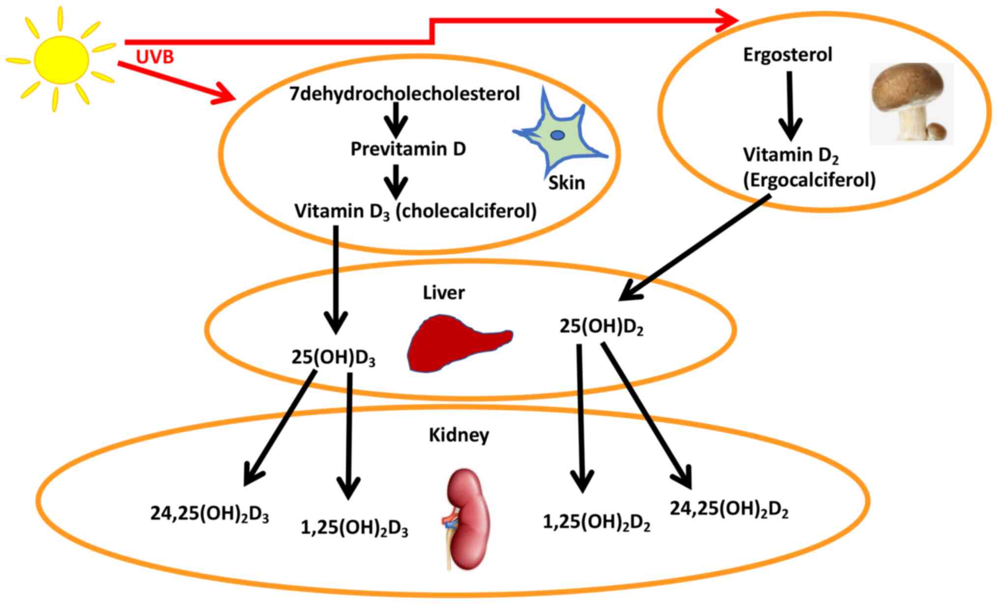 seinpaal Coördineren strijd Relationship between total vitamin D metabolites and complications in  patients with type 2 diabetes