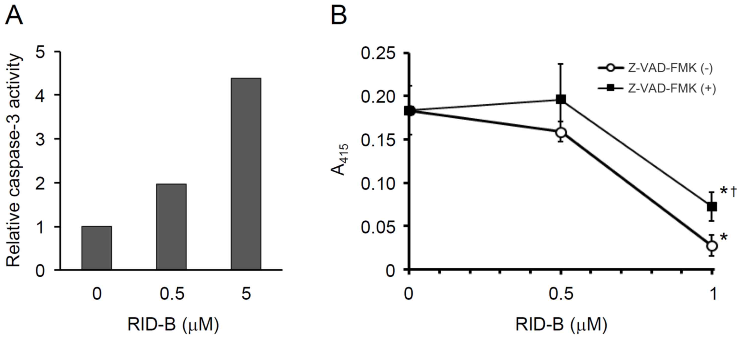 Anti‑proliferative Effect Of Ridaifen‑B On Hepatoma Cells