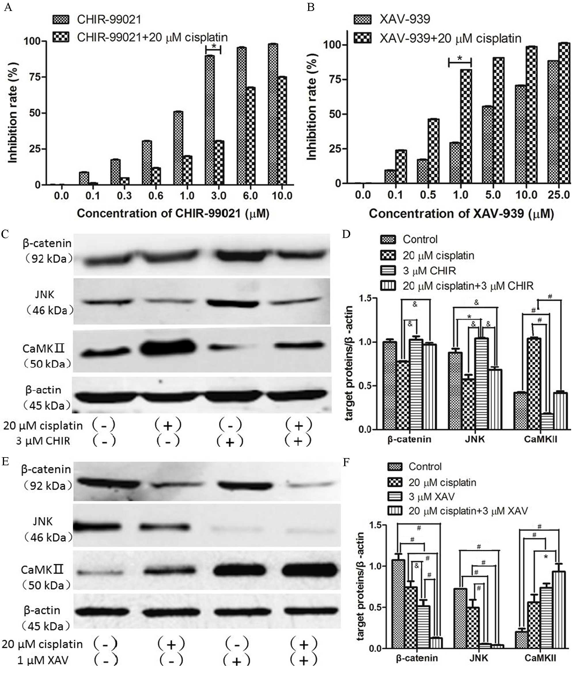 Role Of Wnt B Catenin Wnt C Jun N Terminal Kinase And Wnt Ca2 Pathways In Cisplatin Induced Chemoresistance In Ovarian Cancer