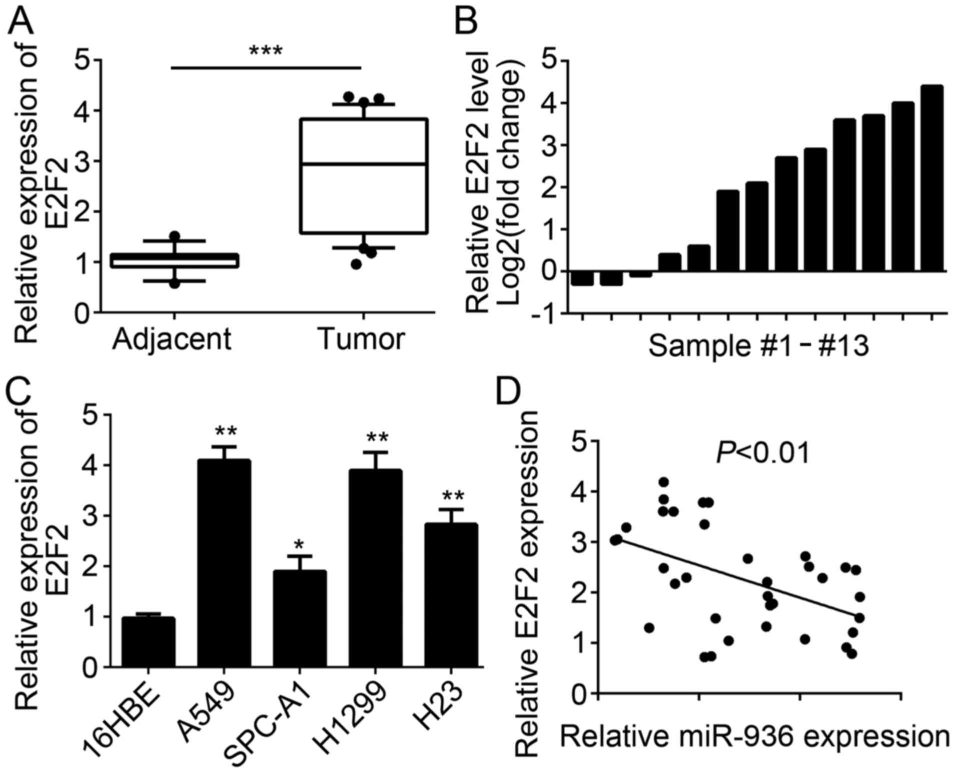 Overexpression Of Microrna 936 Suppresses Non Small Cell Lung Cancer Cell Proliferation And Invasion Via Targeting E2f2