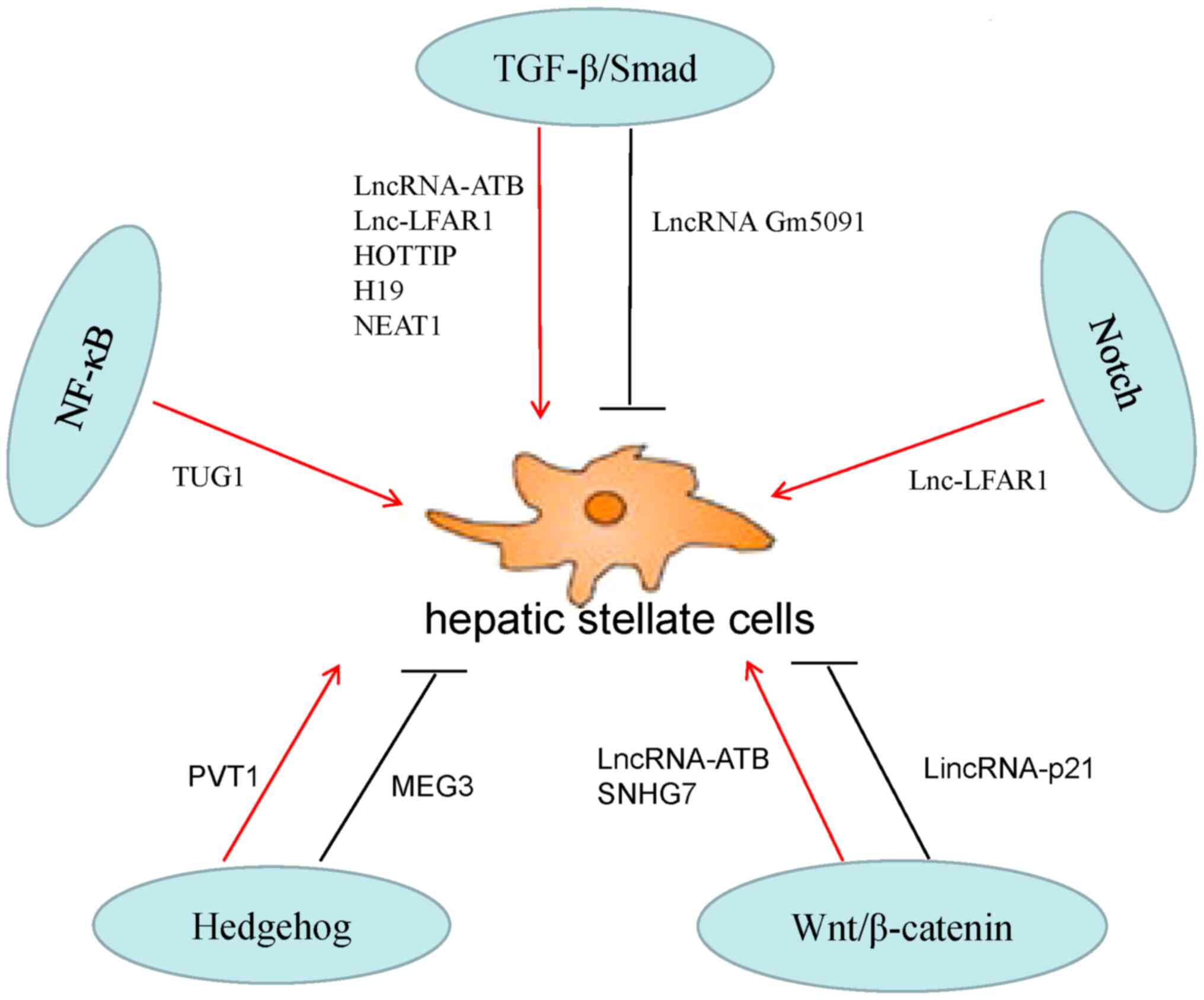 hepatic stellate cells