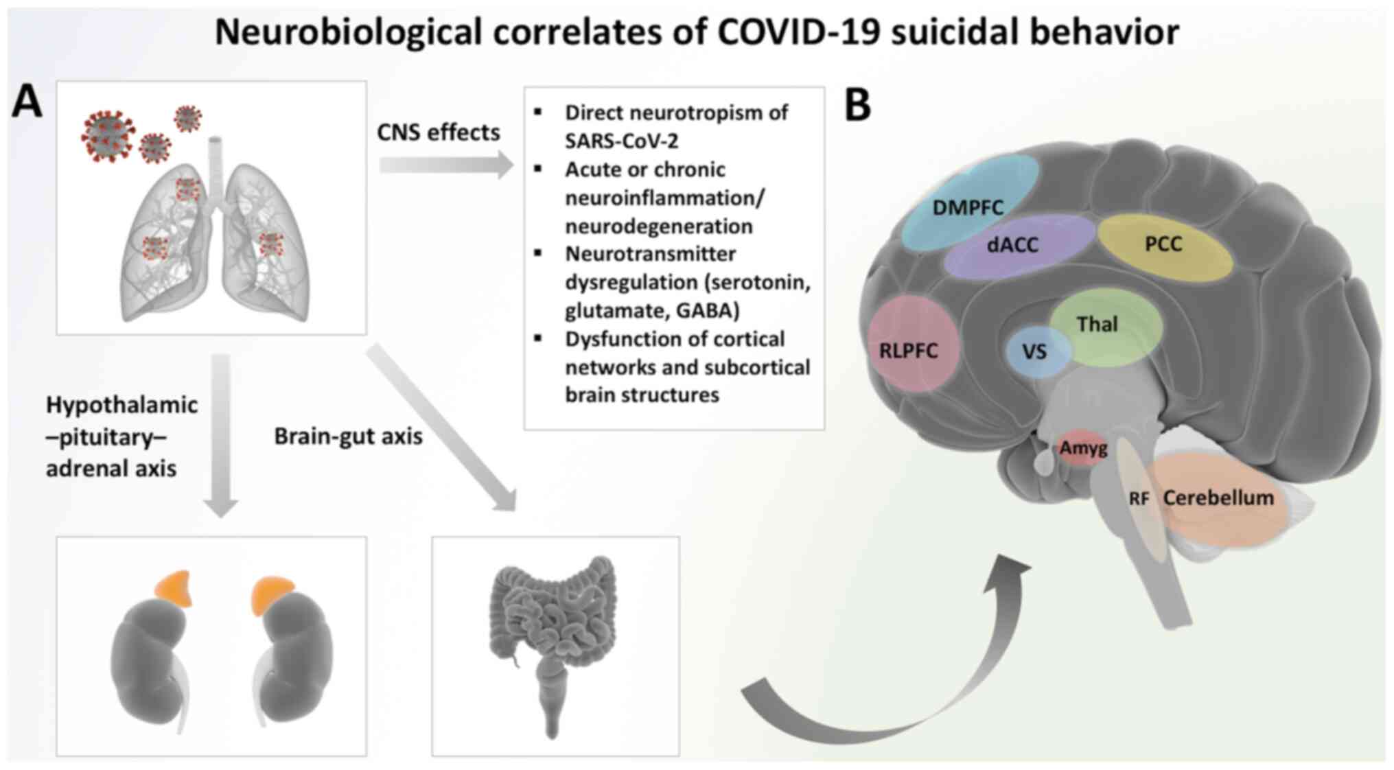 Mental Health, Substance Use, and Suicidal Ideation During the COVID-19  Pandemic — United States, June 24–30, 2020