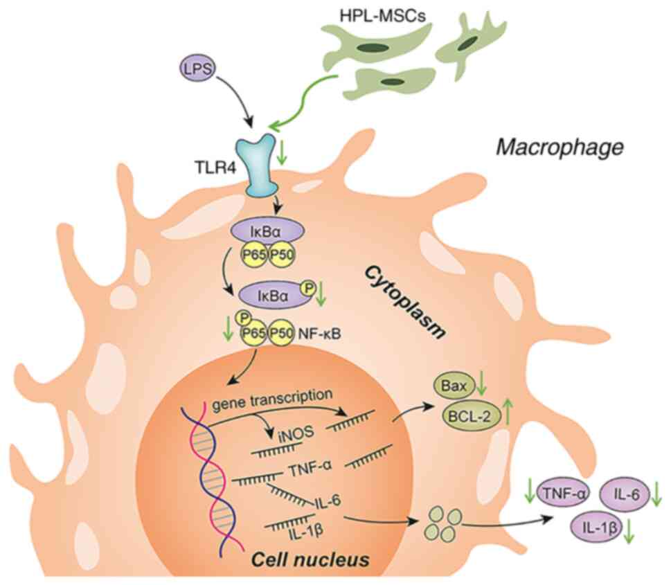 Human placental mesenchymal stem cells regulate inflammation via the NF ...