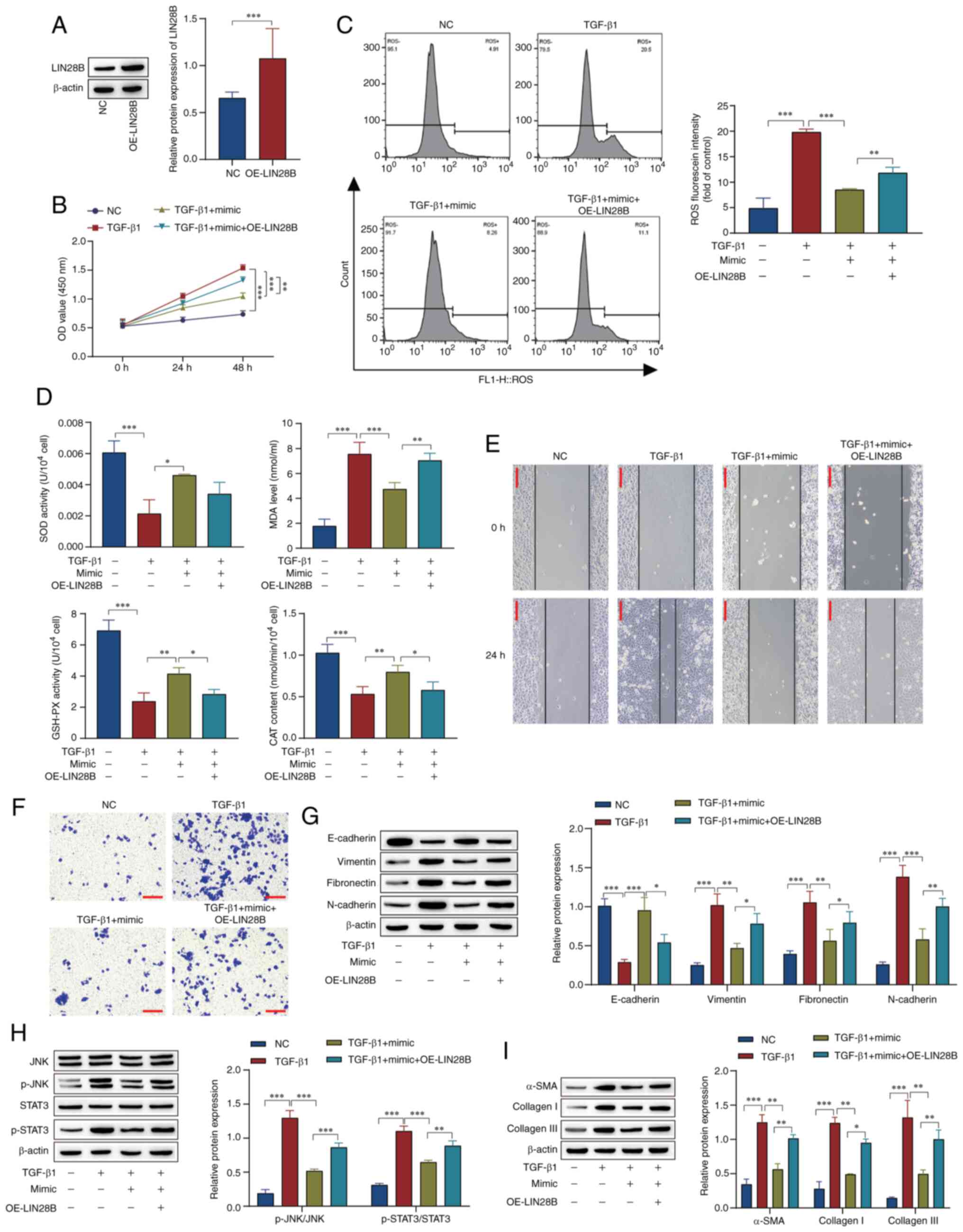 Metformin regulates the LIN28B‑mediated JNK/STAT3 signaling pathway ...