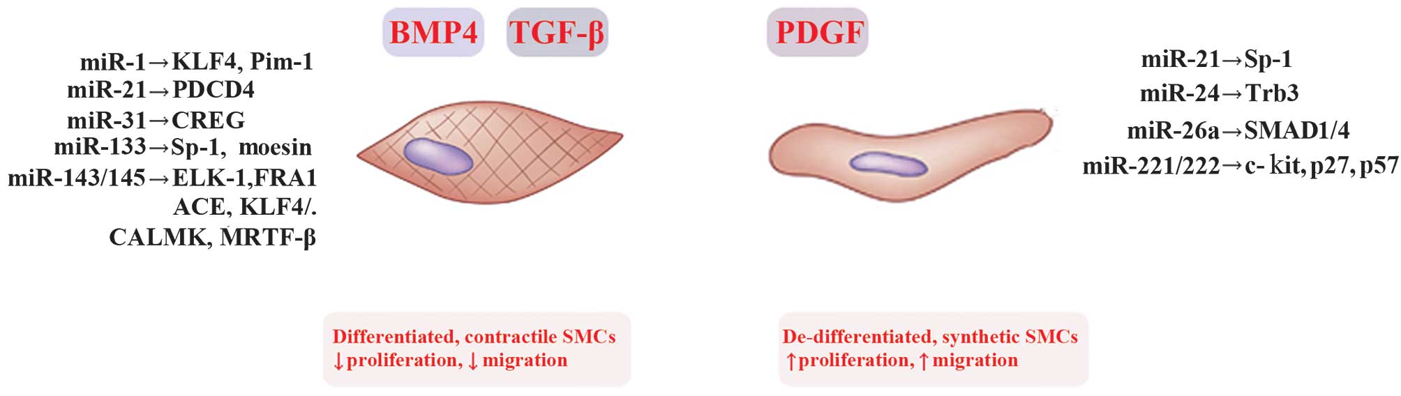 MicroRNAs Regulate Vascular Smooth Muscle Cell Functions In 