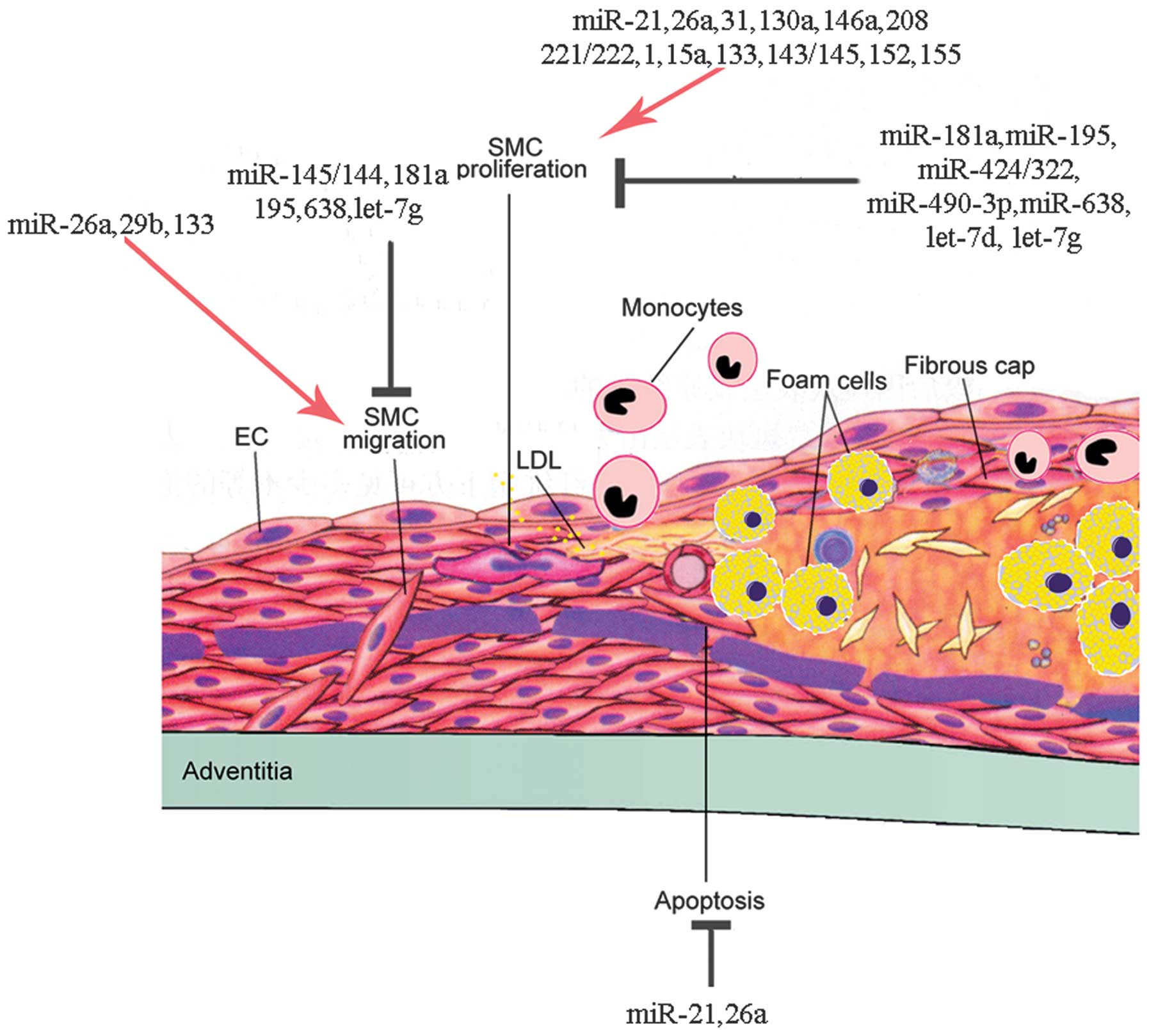 MicroRNAs Regulate Vascular Smooth Muscle Cell Functions In 