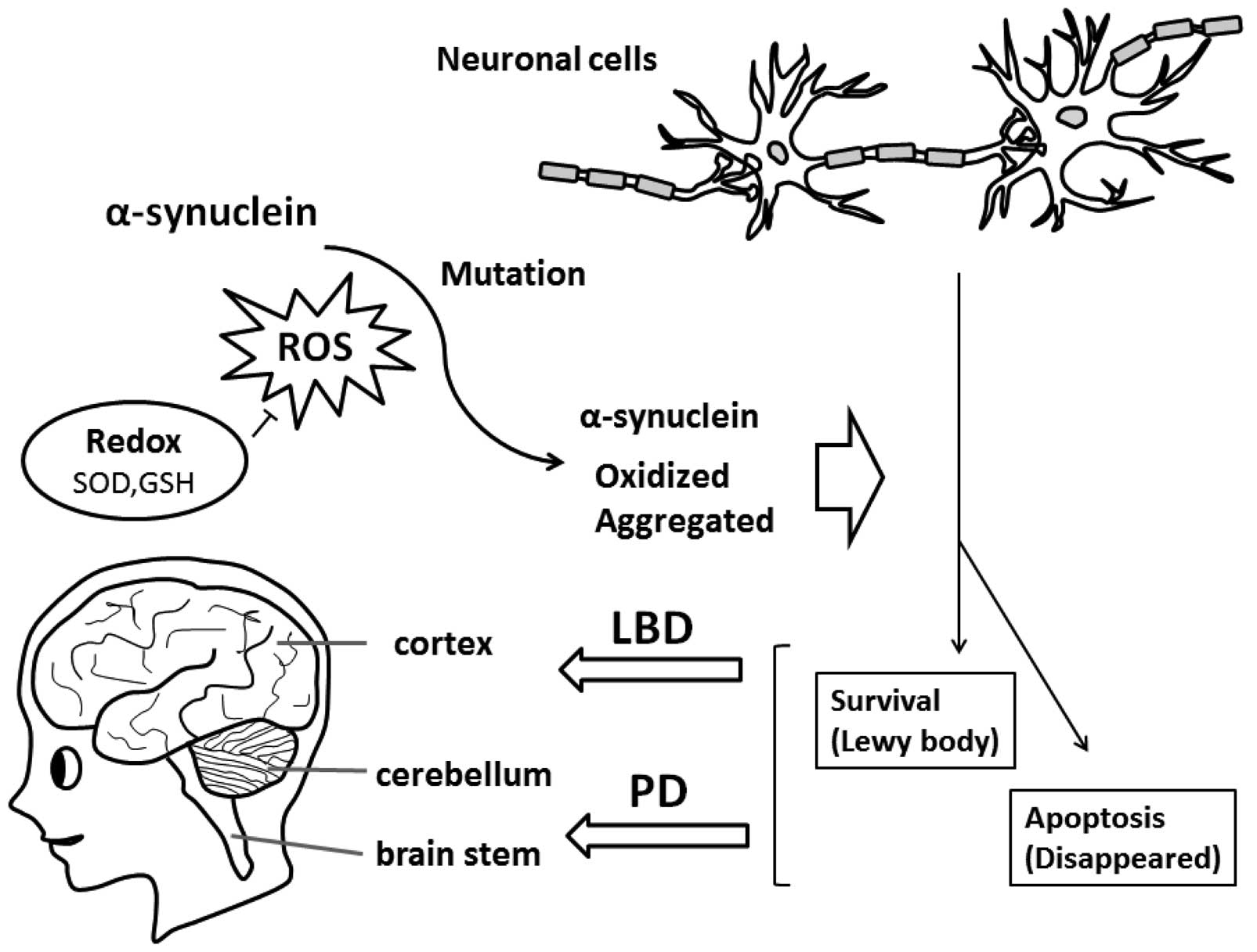 Function of α-synuclein in Lewy dementia (Review)