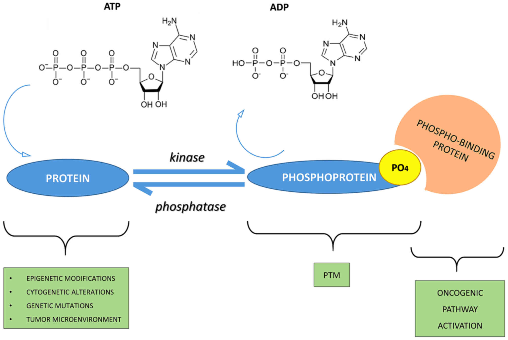 The Crucial Role Of Protein Phosphorylation In Cell Signaling And Its Use As Targeted Therapy 