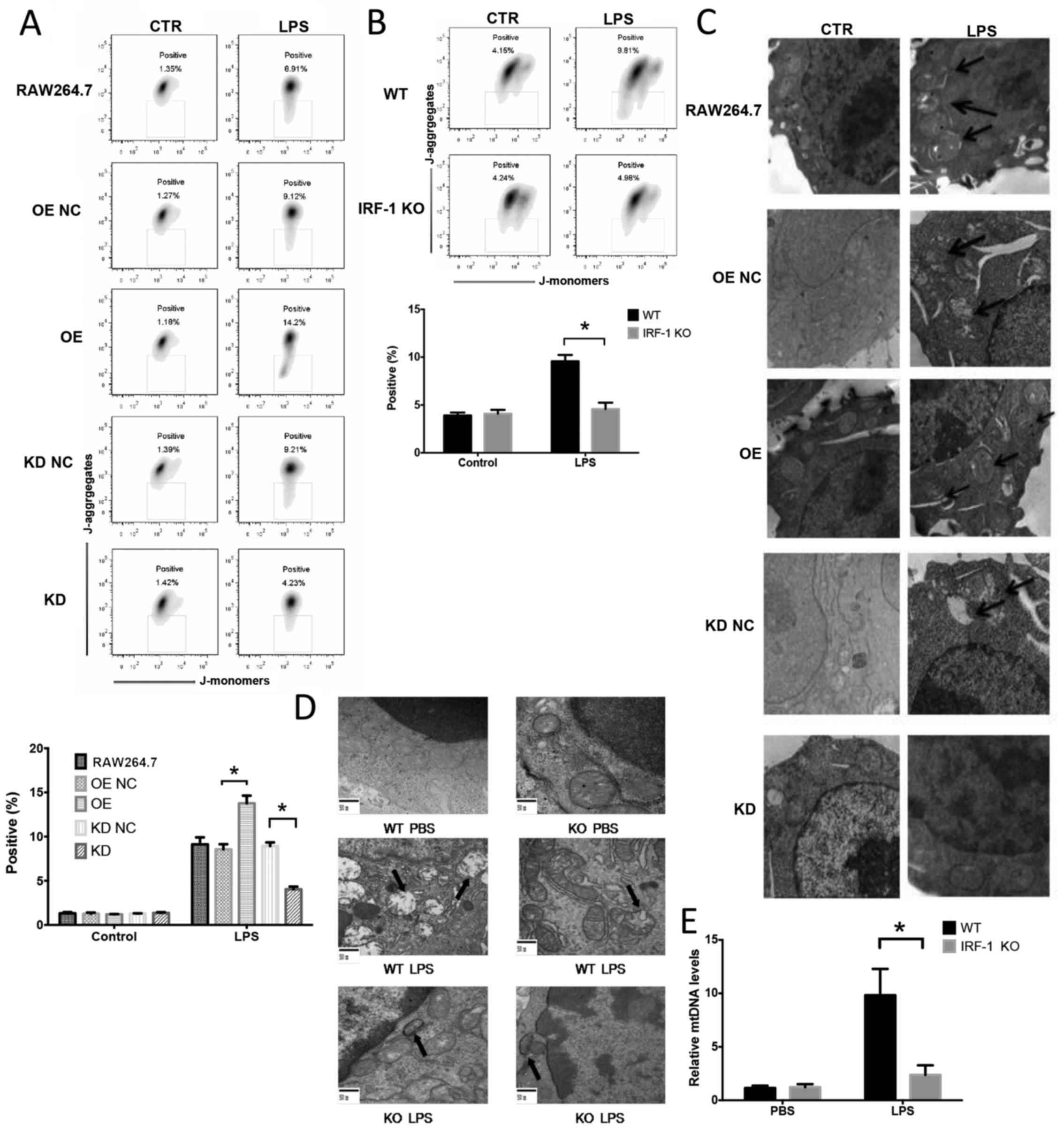 Mitochondrial DNA and TLR9 activation contribute to SARS-CoV-2-induced  endothelial cell damage. - Abstract - Europe PMC