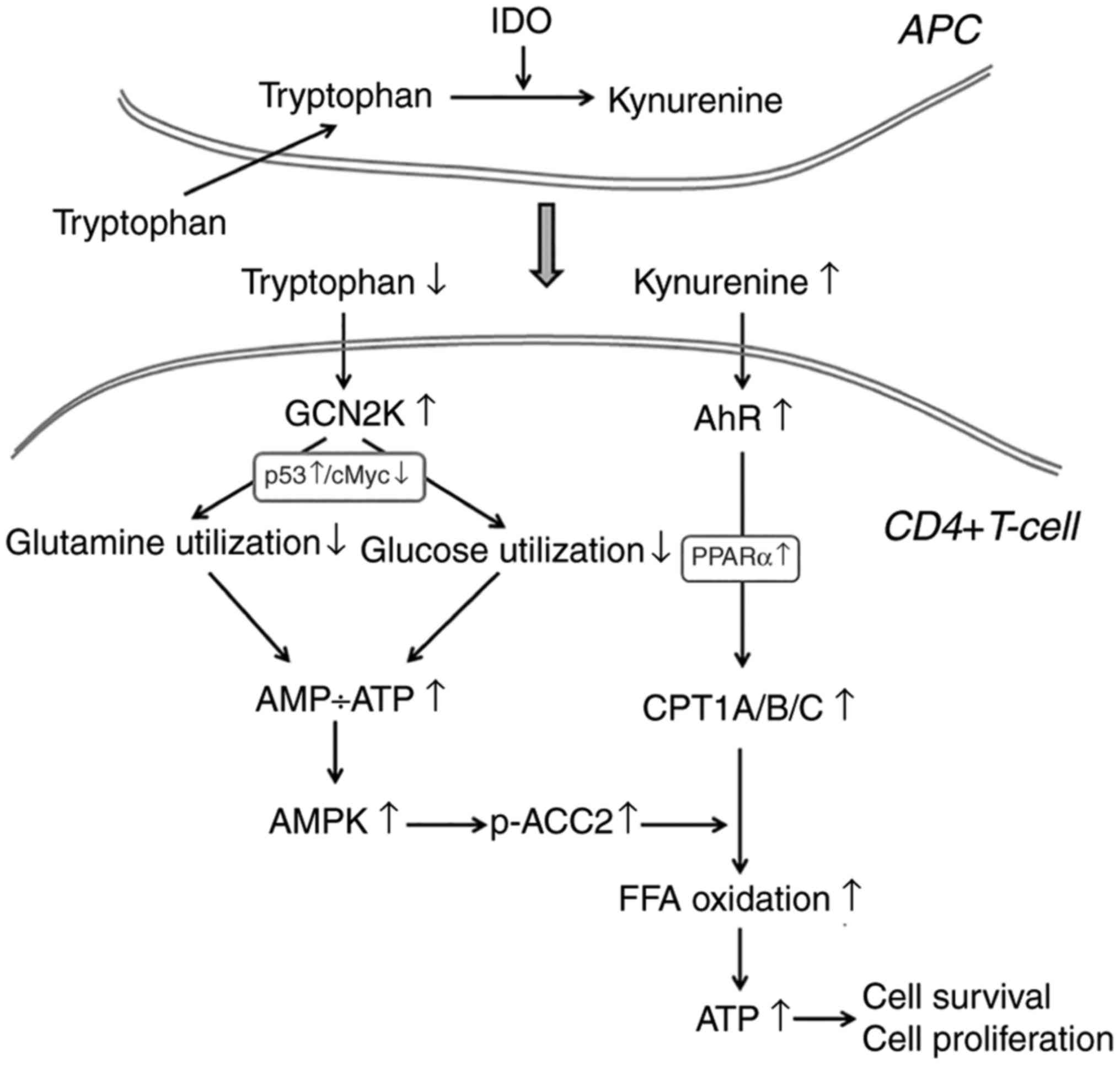 Ido Decreases Glycolysis And Glutaminolysis By Activating Gcn2k While