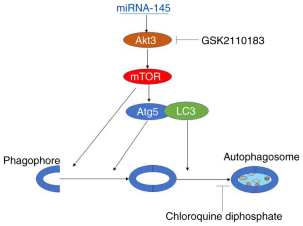 MiRNA‑145 Inhibits Myocardial Infarction‑induced Apoptosis Through ...