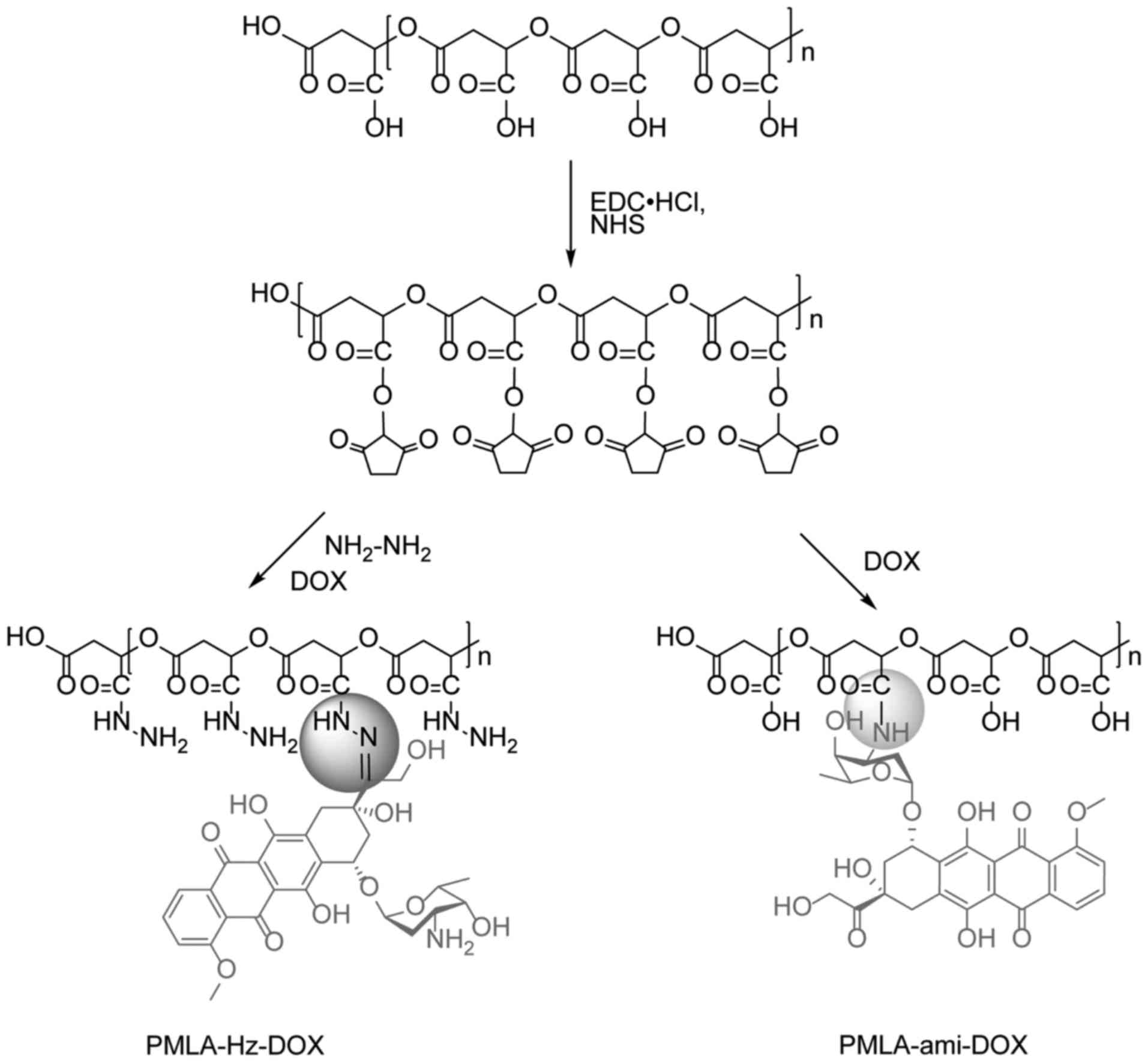 Preparation And Biological Evaluation Of A Novel Ph Sensitive Poly B Malic Acid Conjugate For Antitumor Drug Delivery Corrigendum In 10 32 Ijmm 19 4308