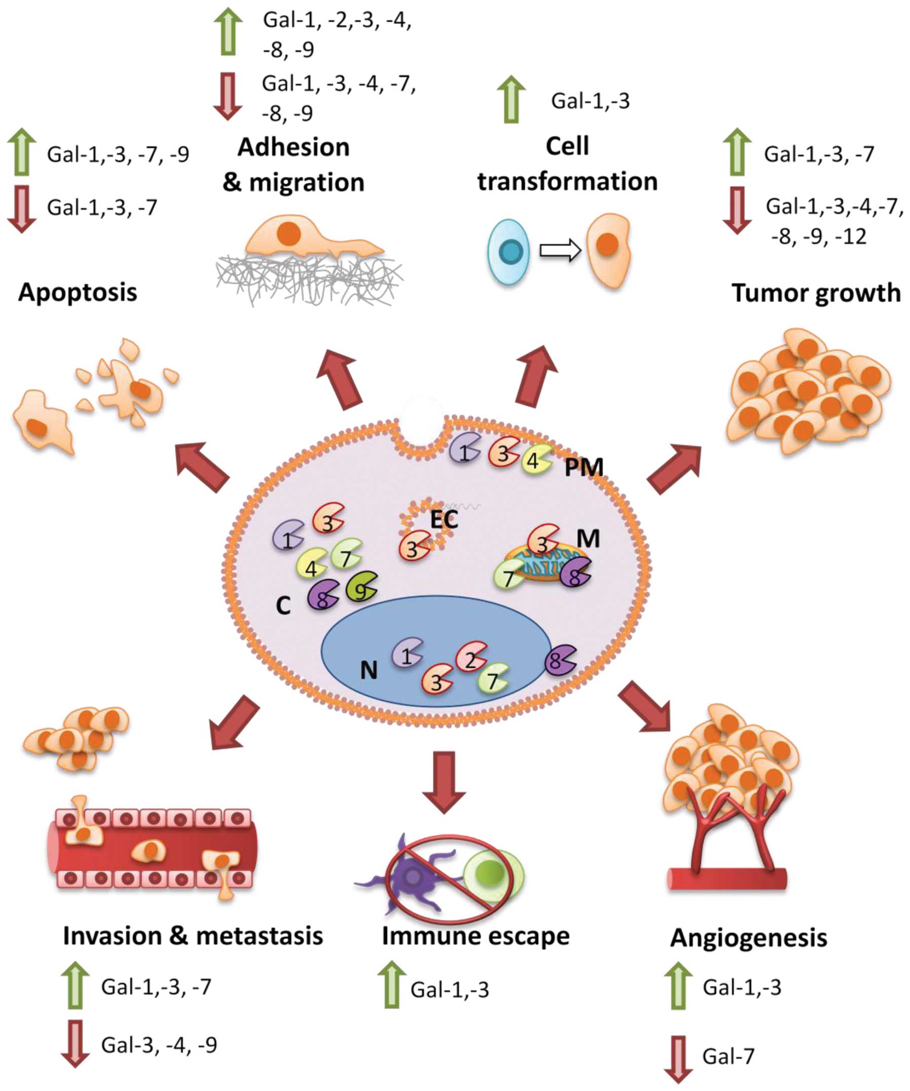 Intracellular galectins in cancer cells: Potential new targets for ...