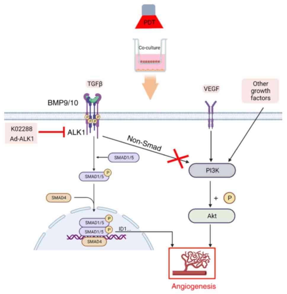 CircATRNL1 activates Smad4 signaling to inhibit angiogenesis and