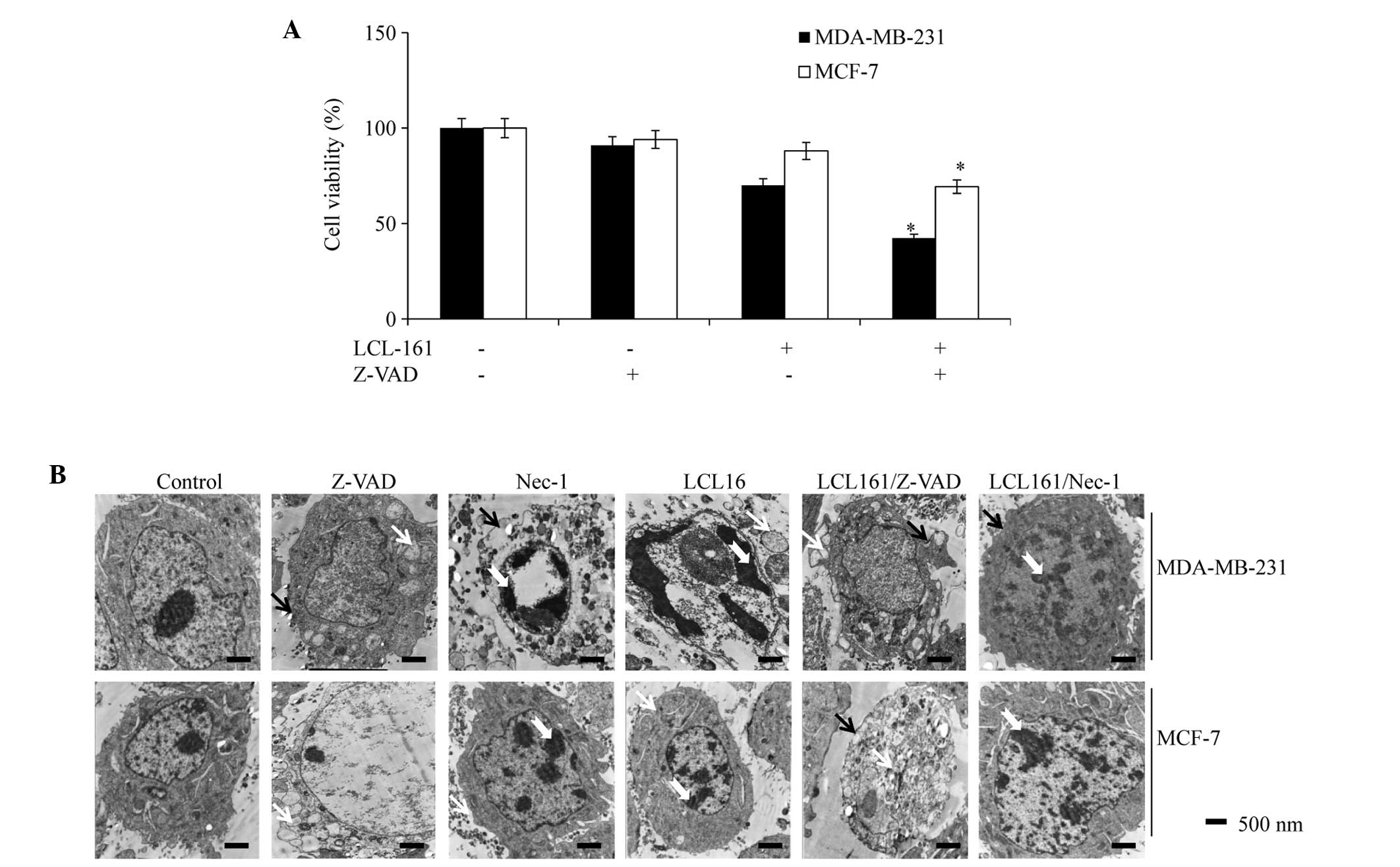 Examination of RVA-induced necroptosis and apoptosis by confocal