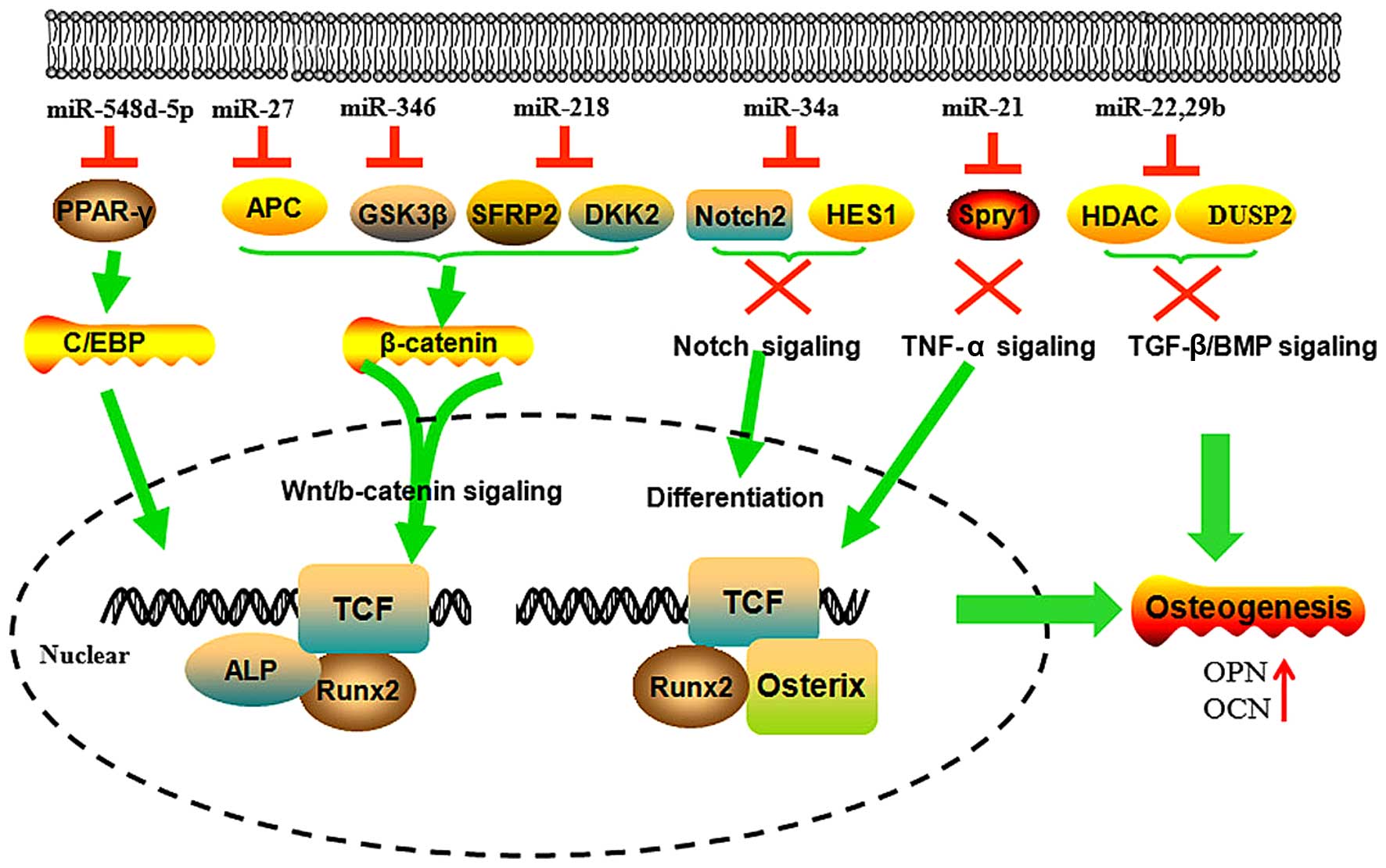 MicroRNAs regulate signaling pathways in osteogenic differentiation of  mesenchymal stem cells (Review)
