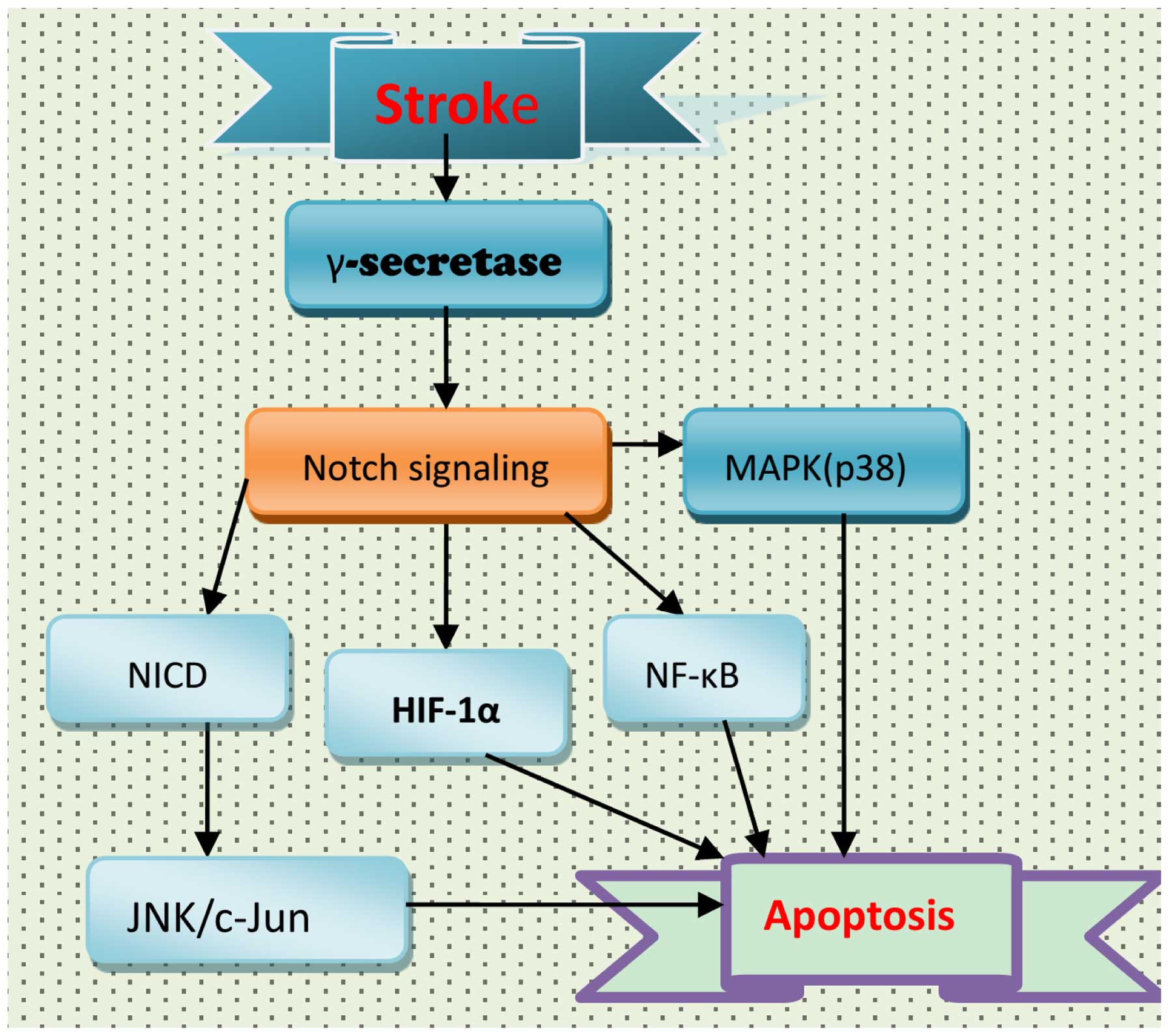 Notch Signaling In Cerebrovascular Diseases Review