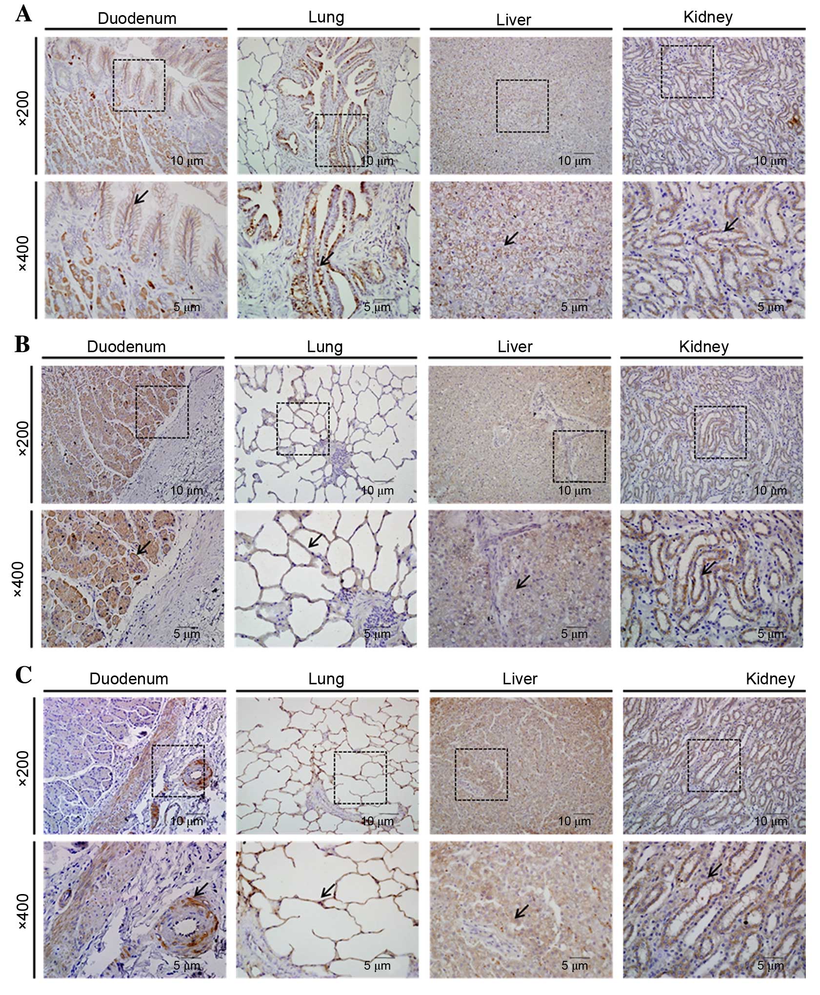 Expression Of Claudins Occludin Junction Adhesion Molecule A And Zona Occludens 1 In Canine Organs