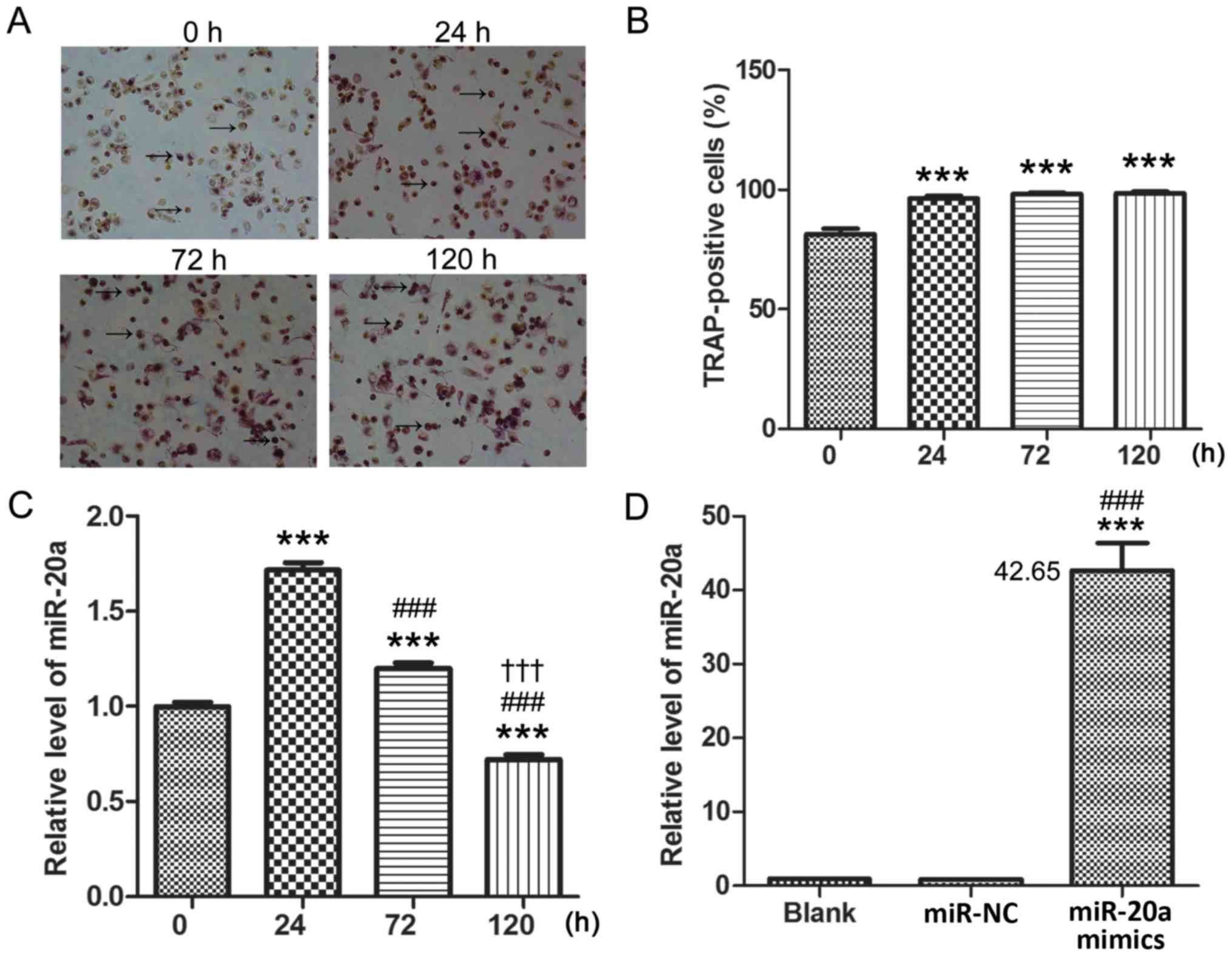 Frontiers  MicroRNA-34c Inhibits Osteogenic Differentiation and