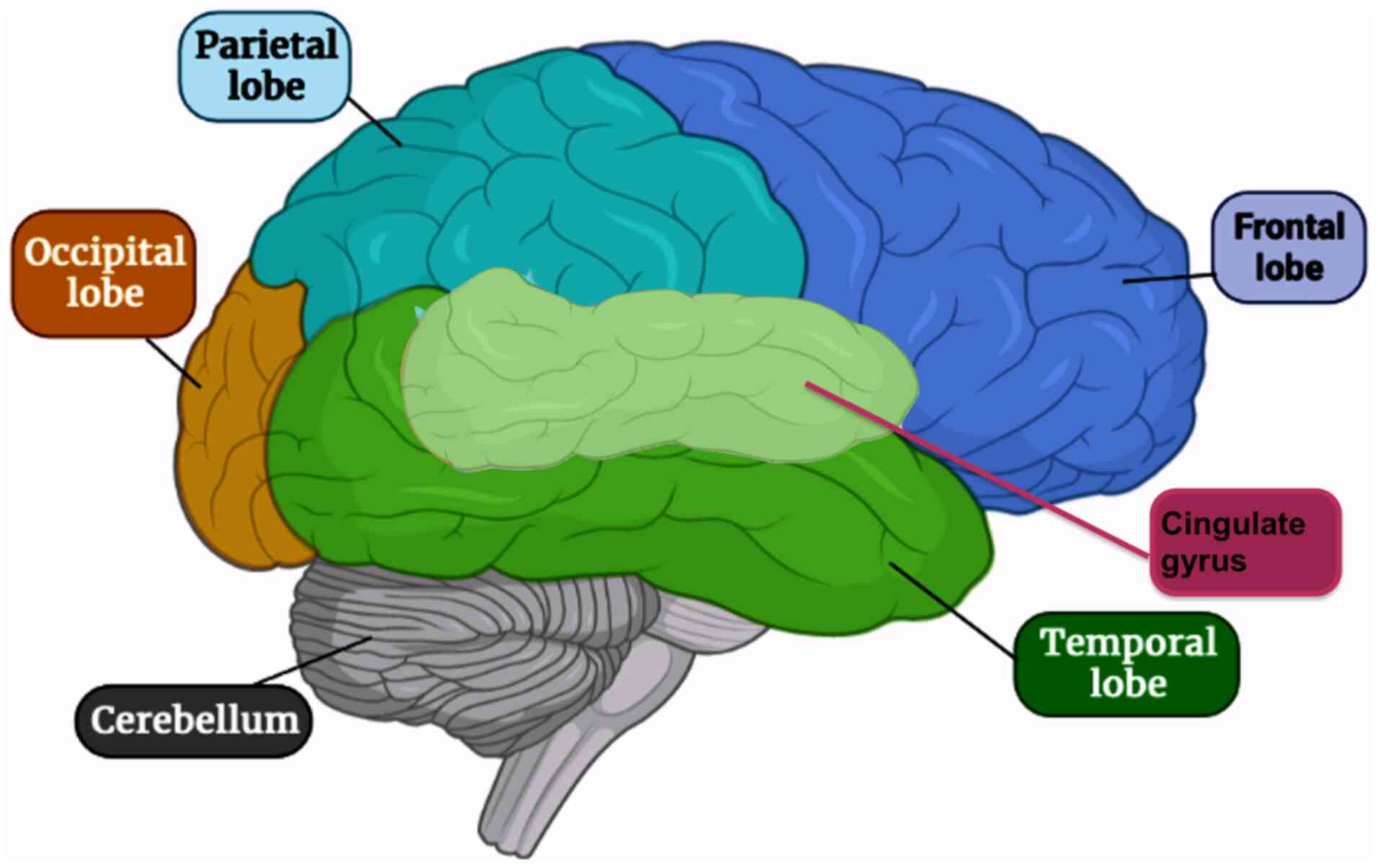 Mental Depression Relation To Different Disease Status Newer 