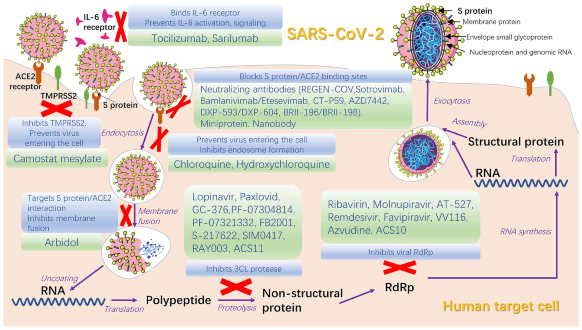Viruses  Topical Collection : SARS-CoV-2 and COVID-19