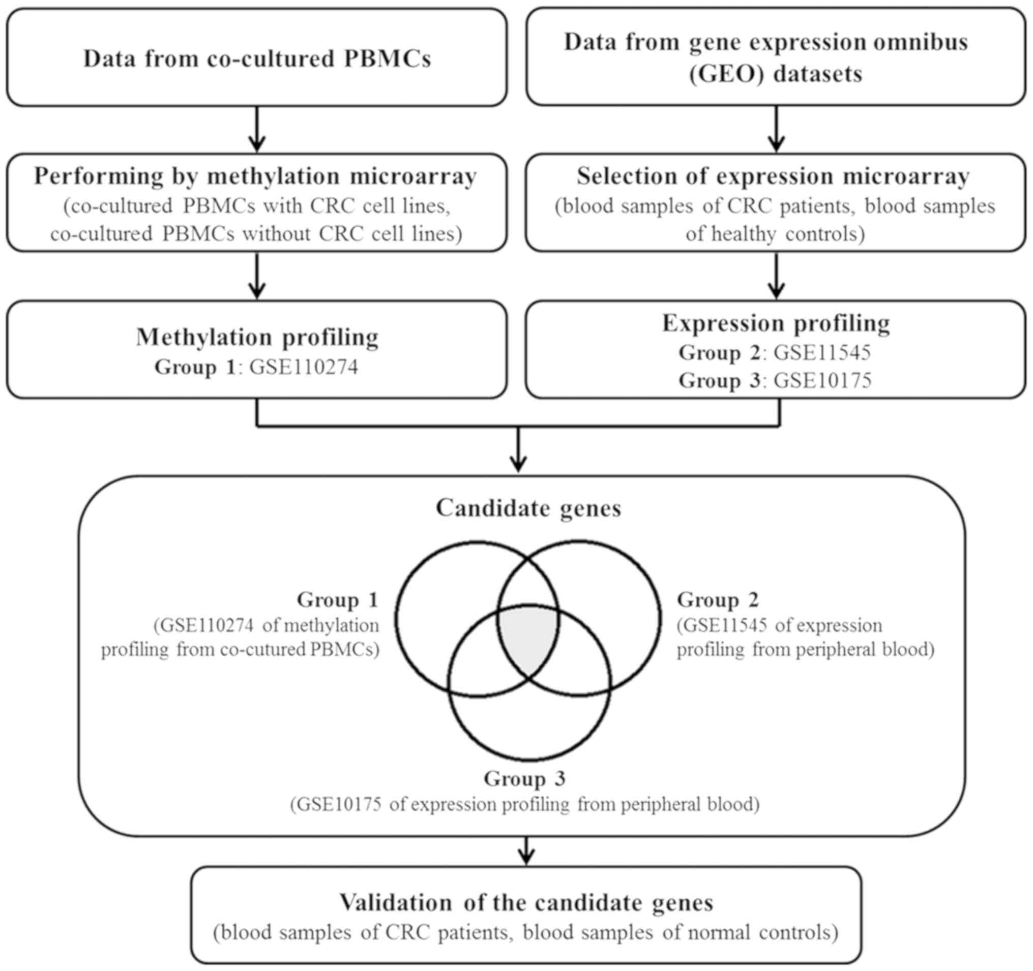 White Blood Cell Flow Chart Ponasa