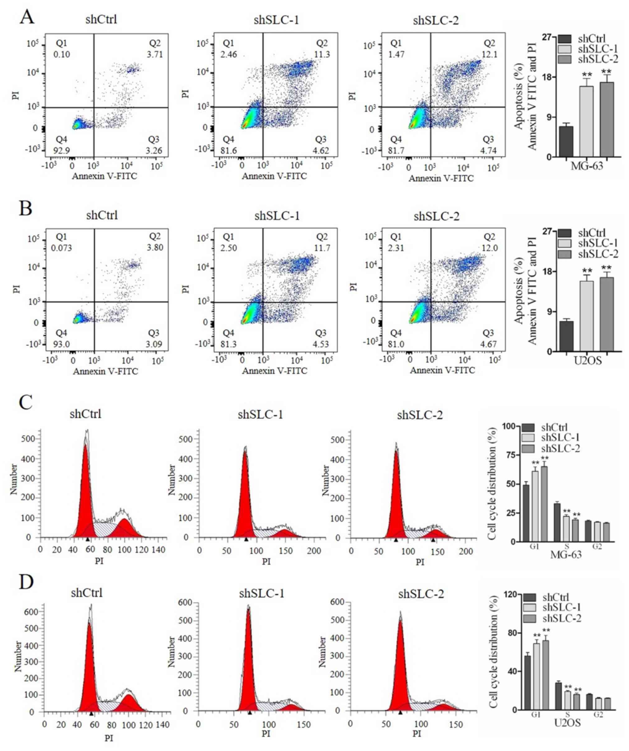 SLC25A10 performs an oncogenic role in human osteosarcoma