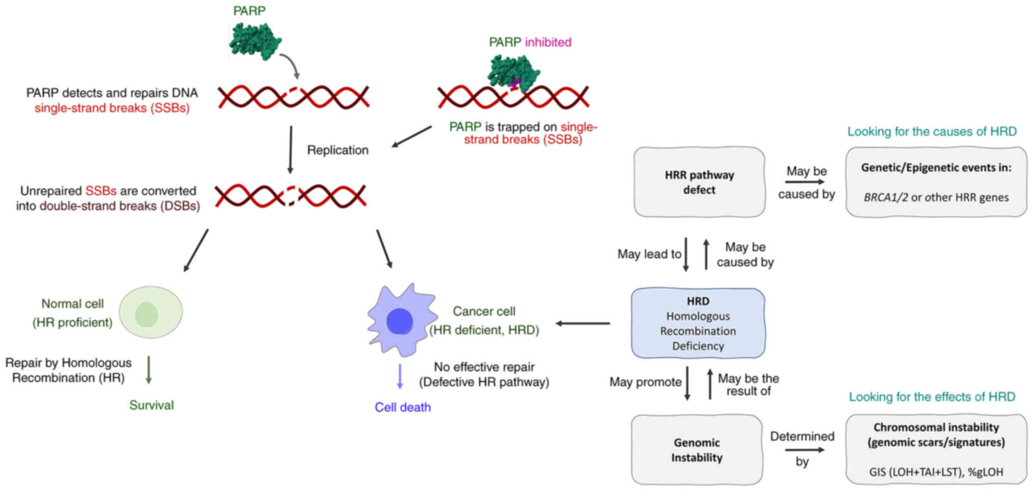 Rediscore: Prospective Validation Of A Pipeline For Homologous 