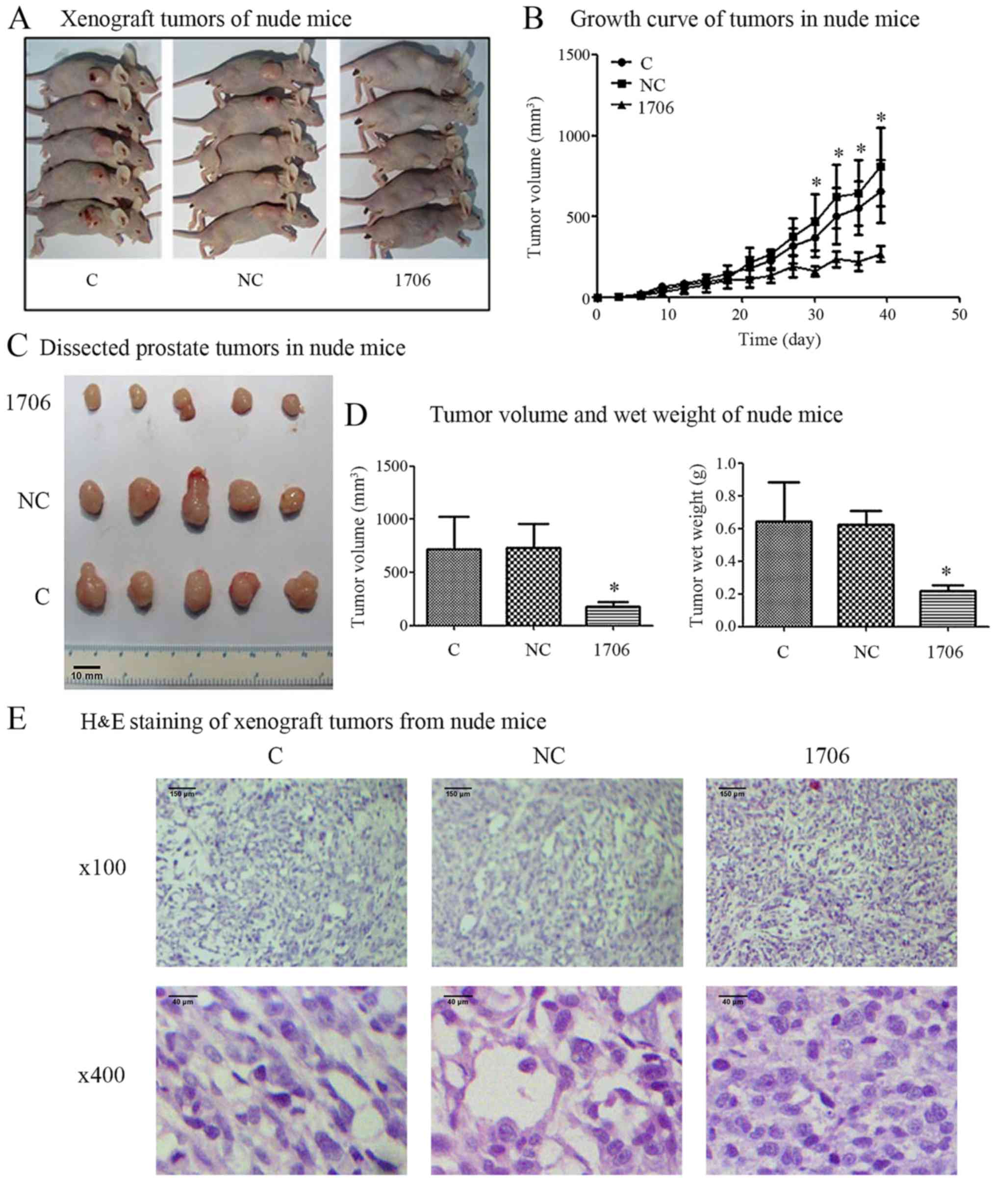 Growth of nude mouse tumors. increase in mean tumor area