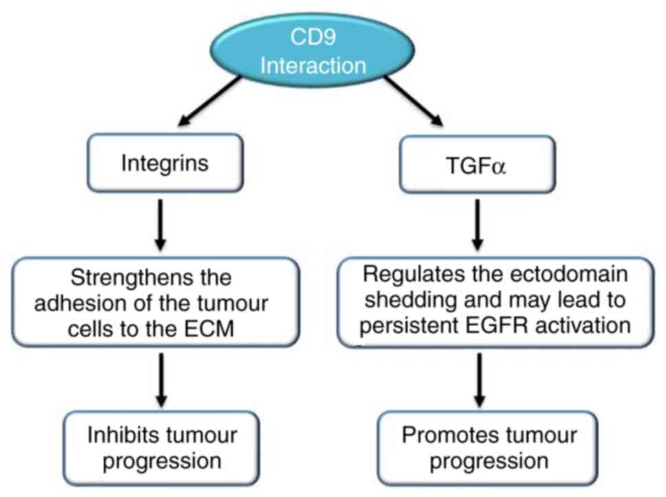 Tetraspanin CD9: A friend or foe of head and neck cancer (Review)